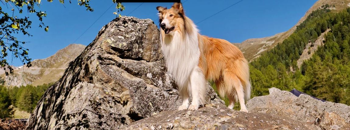 Filmbild von Lassie 2