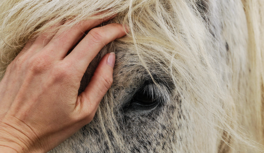 Nahaufnahme eines Pferdes, das gestreichelt wird