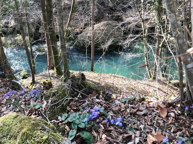 Erlaufschlucht und Frühlingsblumen
