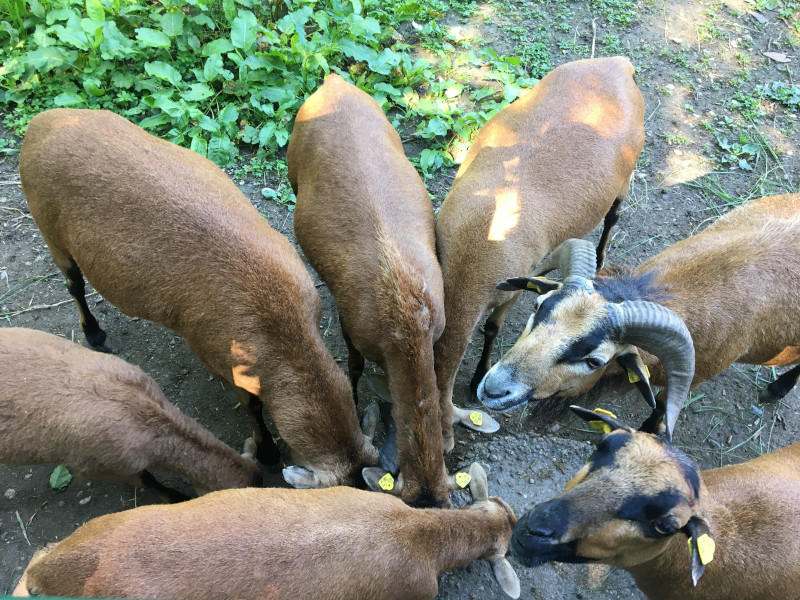 Park in St- Pölten Hammerpark, auf dem Bild sieht man Ziegen, die fressen
