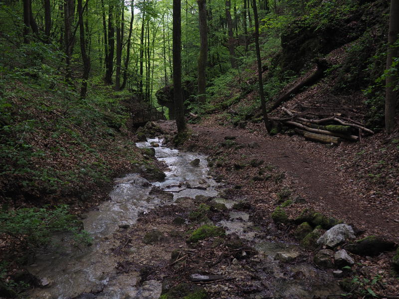 Weg im Wald und einem kleinen Bach