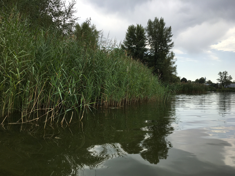 Schilf , Bäume und Wasser