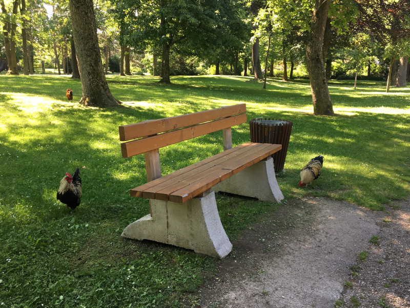 Hammerpark in St. Pölten, Sitzbank, darumherum gehen Hühner