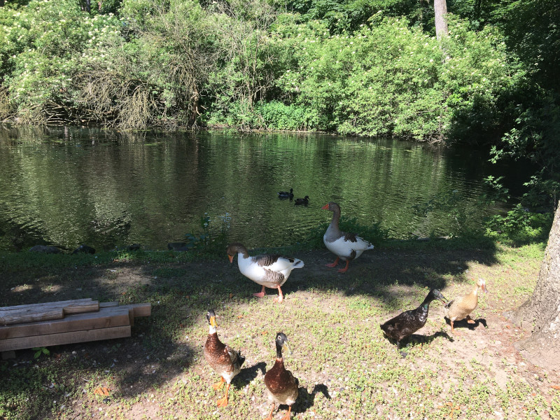 Enten und Gänse bei Teich in St. Pölten Hammerpark