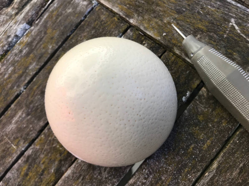 Man sieht ein großes Straußenei