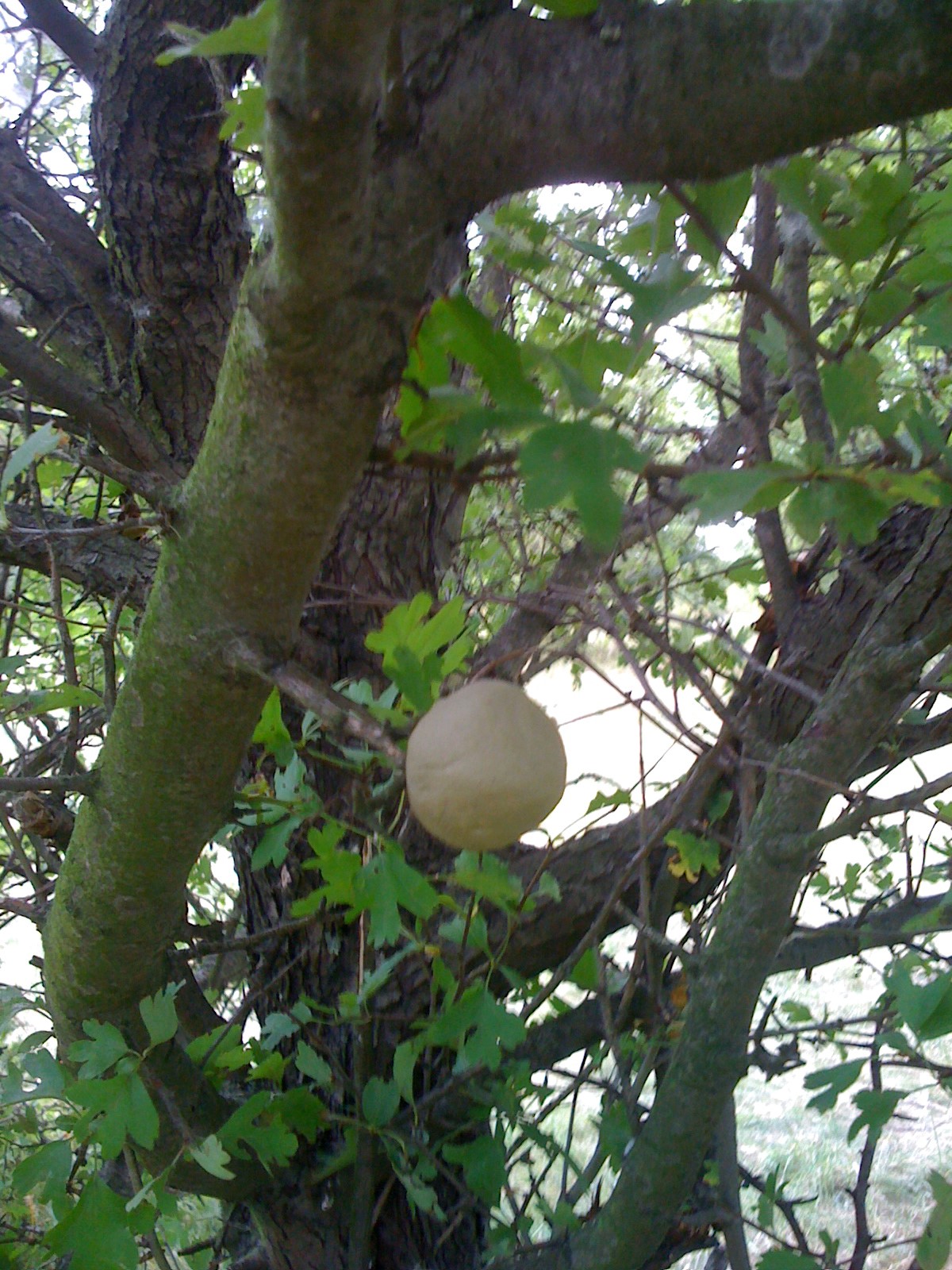 Lehmkugel Lehmkugel in der Luft vor einem Baum