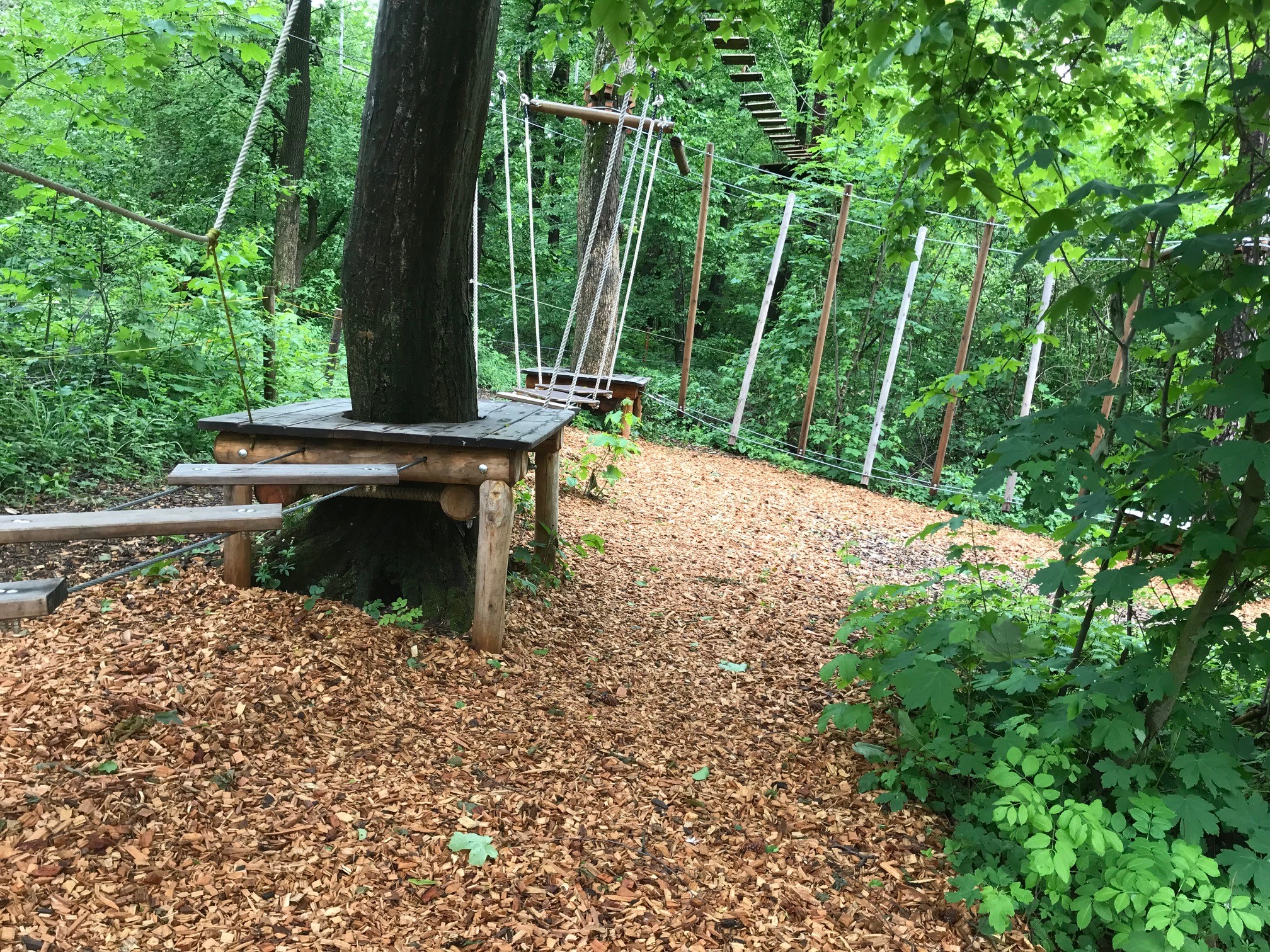 Parkour Parkour um einen Baumherum, einen halben Meter vom Boden.