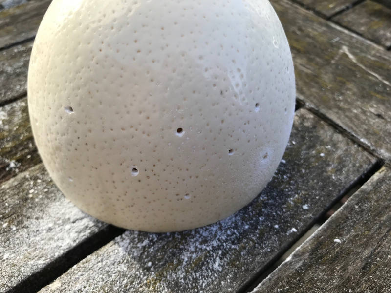 man sieht ein großes Straußenei