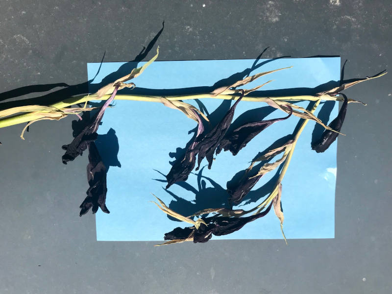 hellblaues Papier, auf welchem eine Pflanze liegt die ihren Schatten darauf wirft