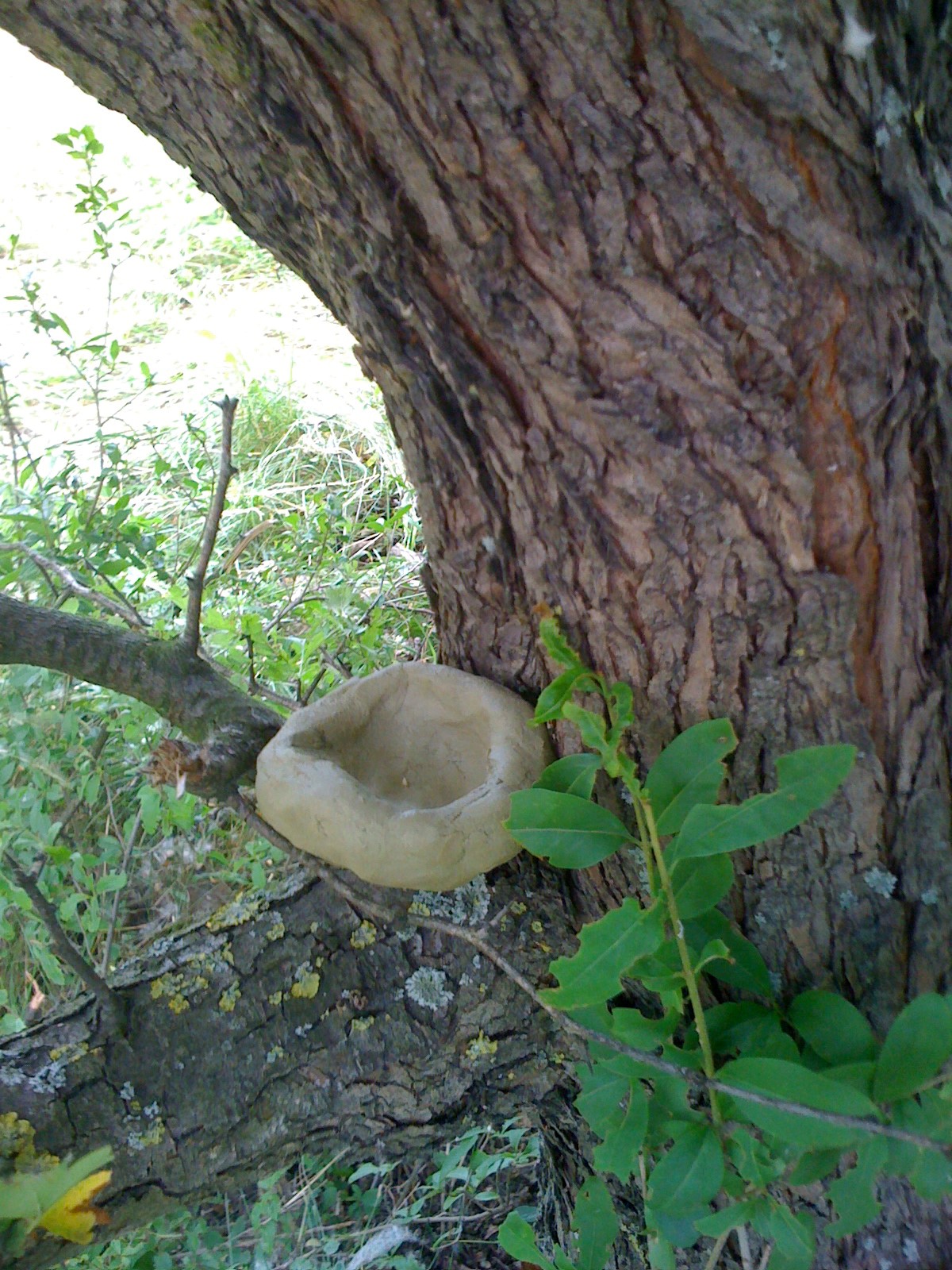 Vogelnest geformt aus Lehm auf einem Ast