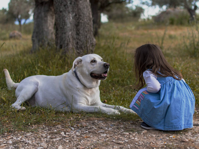 Kind mit Hund großer weißer Hund liegt am Boden im Gras und ein Kind, das man von hinten sieht kniet vor ihm