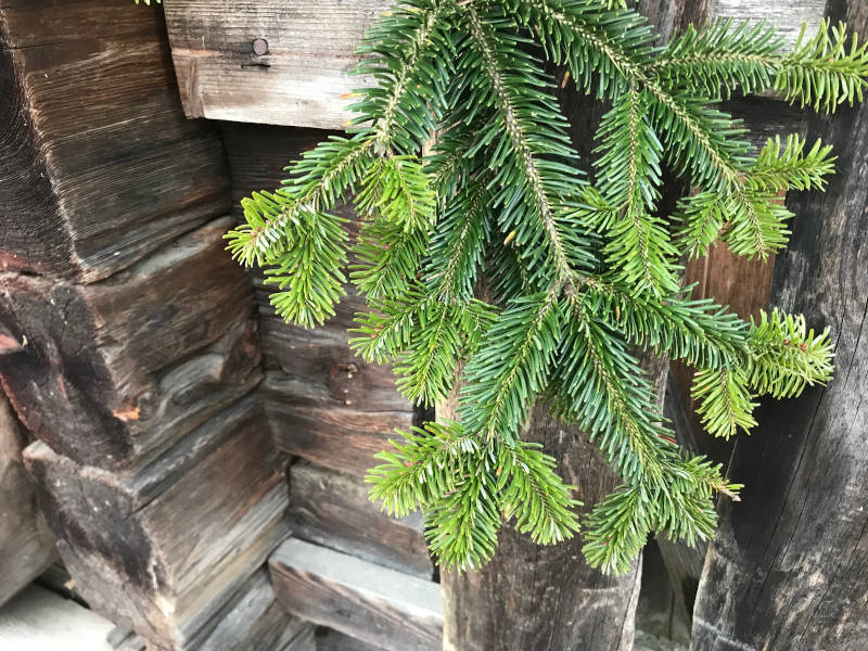 Tannenzweig bei Holzhaus