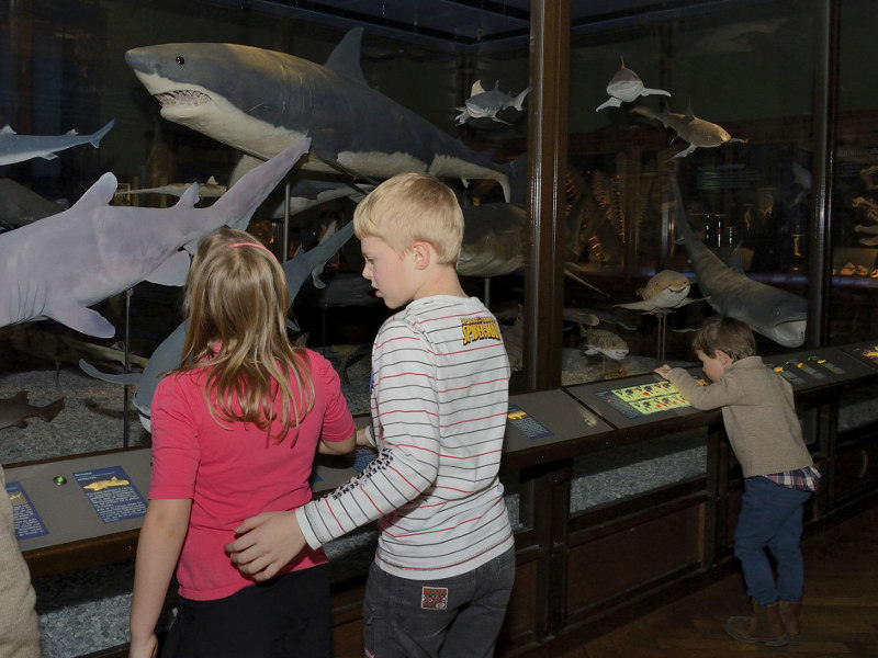 Drei Kinder die vor einer Glaswand stehen, hinter welcher verschiedene Haie ausgestellt sind.