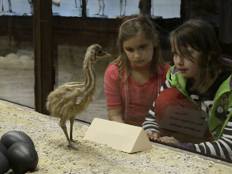 KleinerStrauß Zwei Kinder, die hinter einer Glaswand ein ausgestopftes Straußküken und schwarze Straußeneier betrachten.
