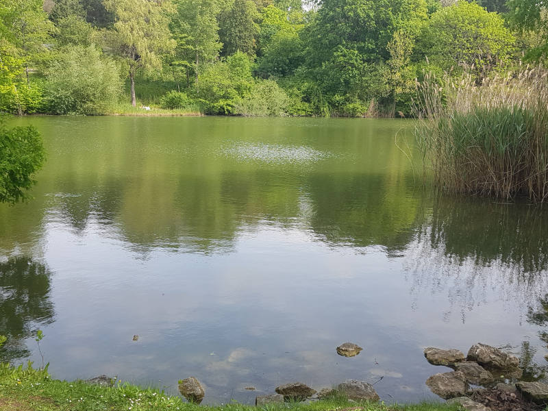 Ein Teich, umringt von Bäumen und etwas Schilf. 