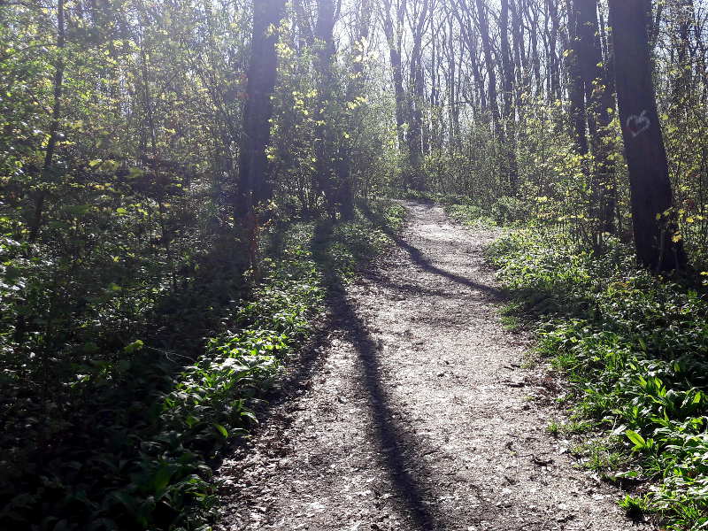 Waldweg Waldweg mit Sonne