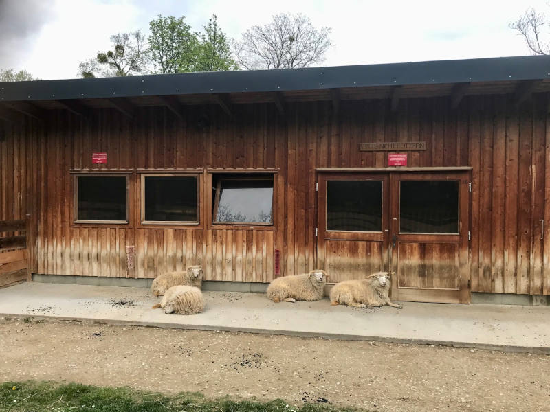 Tiergehege Pötzleinsdorf Schafe liegen vor dem Stall