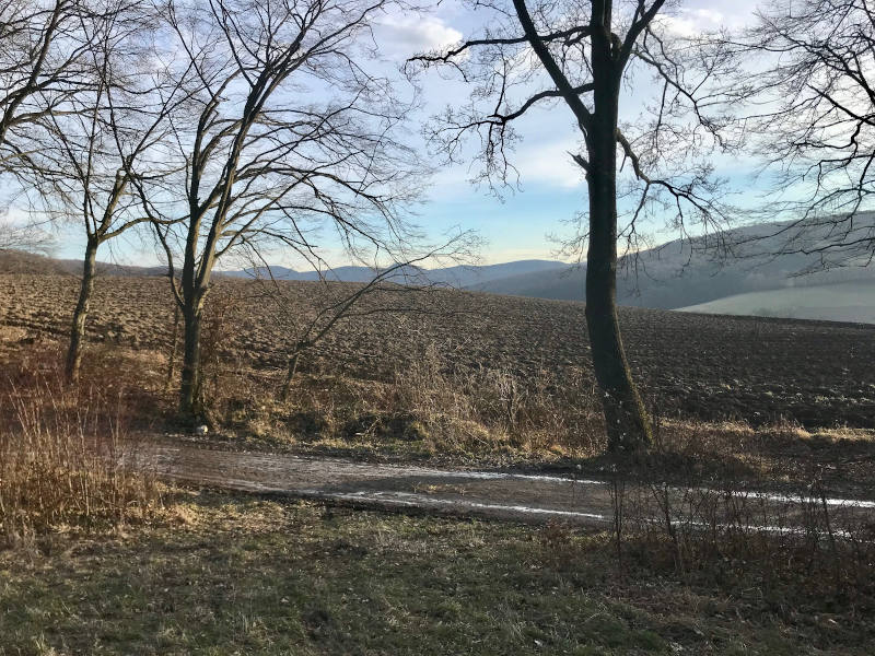 Ein Pfad, dahinter ein paar Bäume, eine Wiese und Hügel. 