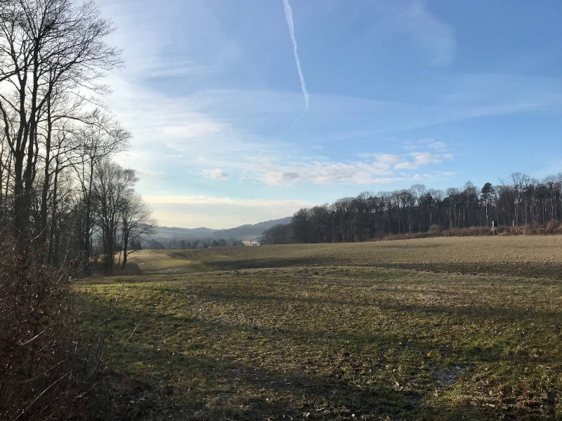 Eine Wiese, gesäumt von Bäumen, im Hintergrund Hügel.