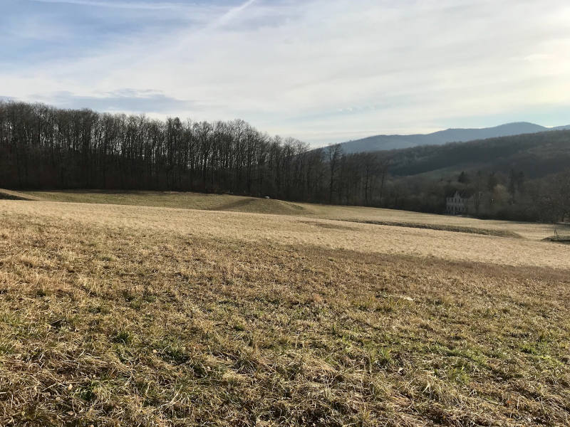 Wiese, im Hintergrund ein Wald und Berge.