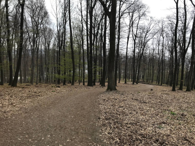 Lainzer Tiergarten Waldweg im Winter ohne Schnee