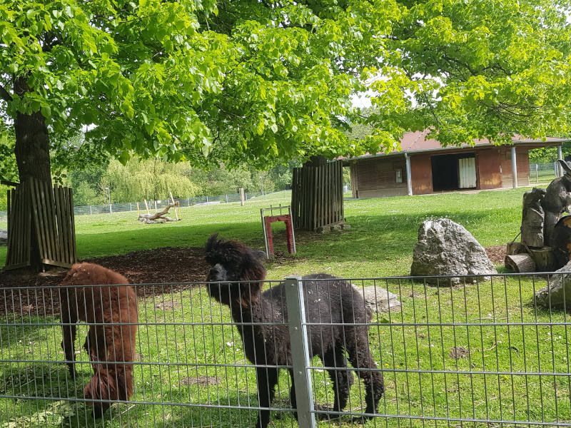 Hinter einem Zaun ein grünes Gehege, ein Baum und ein braunes und ein schwarzes Llama.