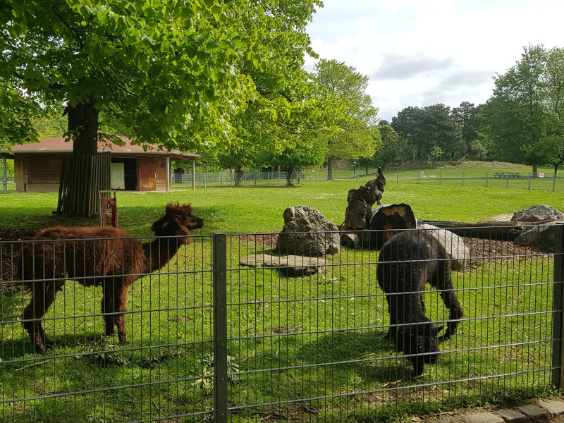 Hinter einem Zaun ein grünes Gehege, ein Baum und ein braunes und ein schwarzes Llama.