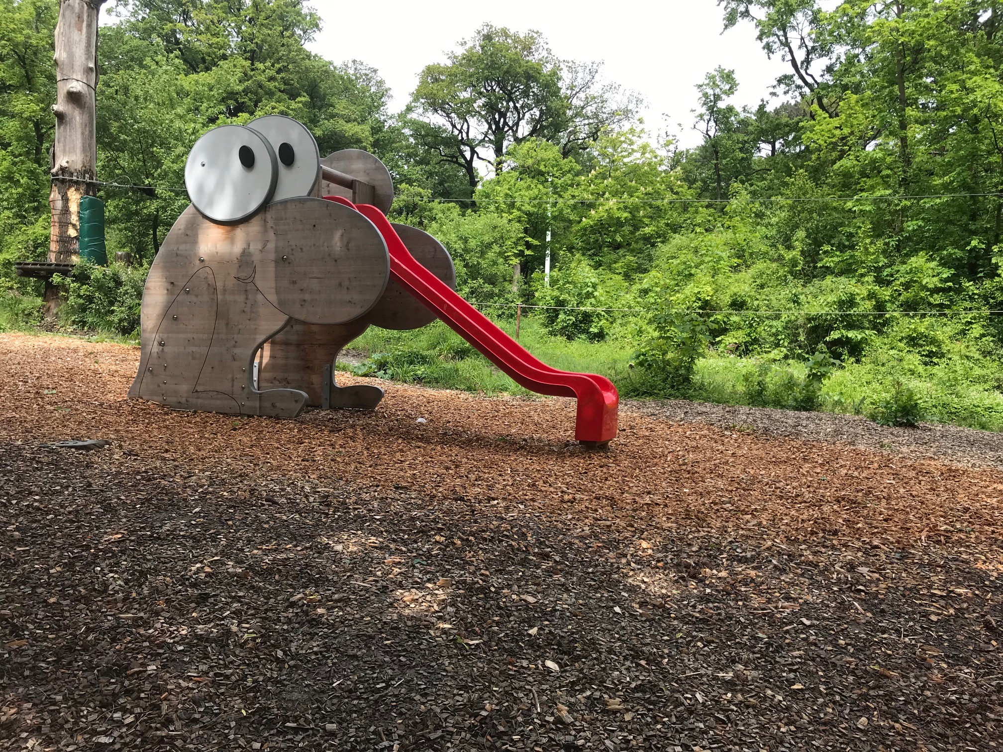 Holzfrosch mit roter Zungen-Rutsche.