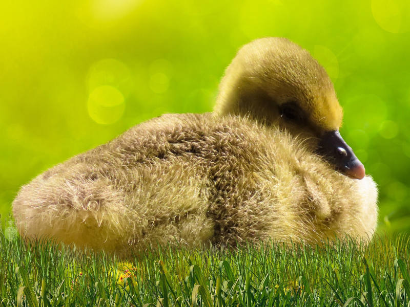 Nahaufnahme von einem flauschigen Entenküken