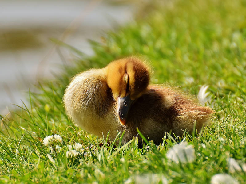 Entenküken in der Wiese