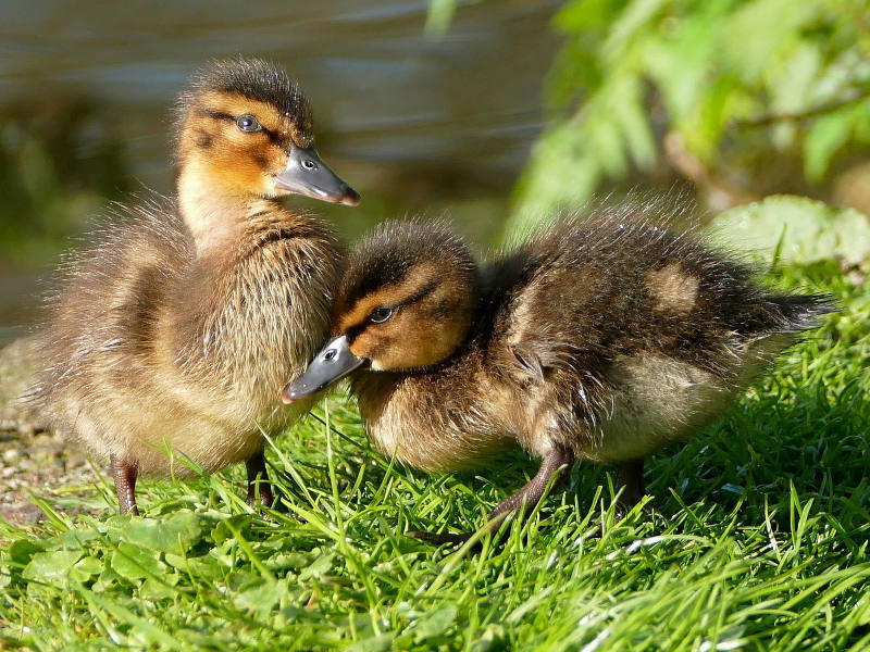 zwei Entenküken auf der Wiese