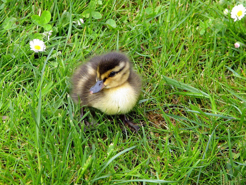 kleines Entenküken auf der Wiese von oben