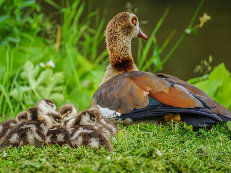 Ägyptische Muttergans mit Küken