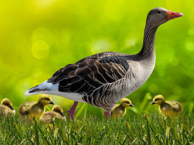 Muttergans mit Küken gehen im Gras