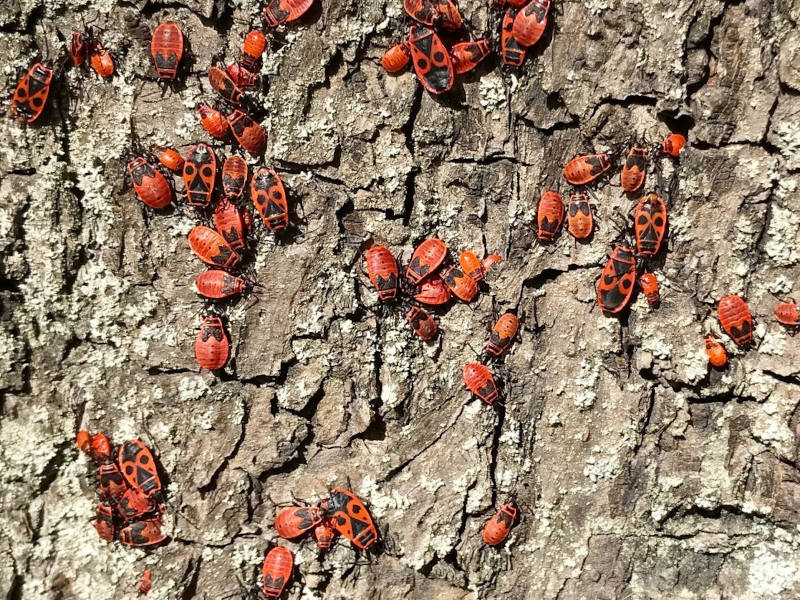 Feuerkäfer auf einem Baum von nahe aufgenommen
