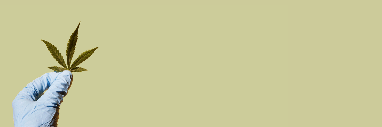 Eine Hand mit medizinischen Handschuh hält ein Cannabis Blatt vor einem hellgrünen Hintergrund 