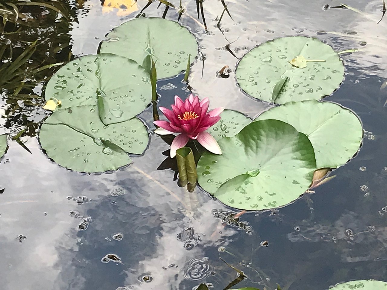 Seerose im Teich