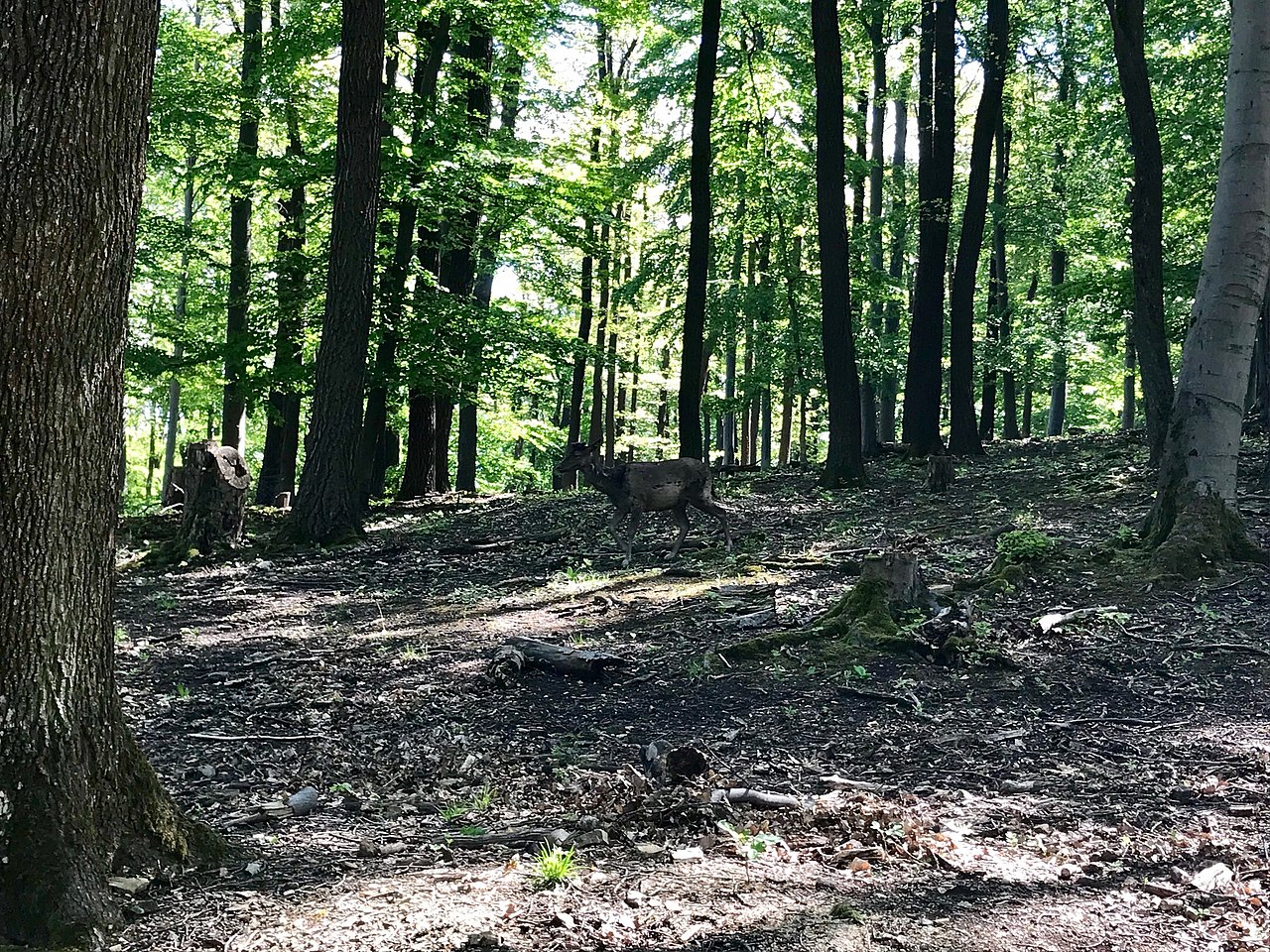Wald mit Reh mitten drinnen