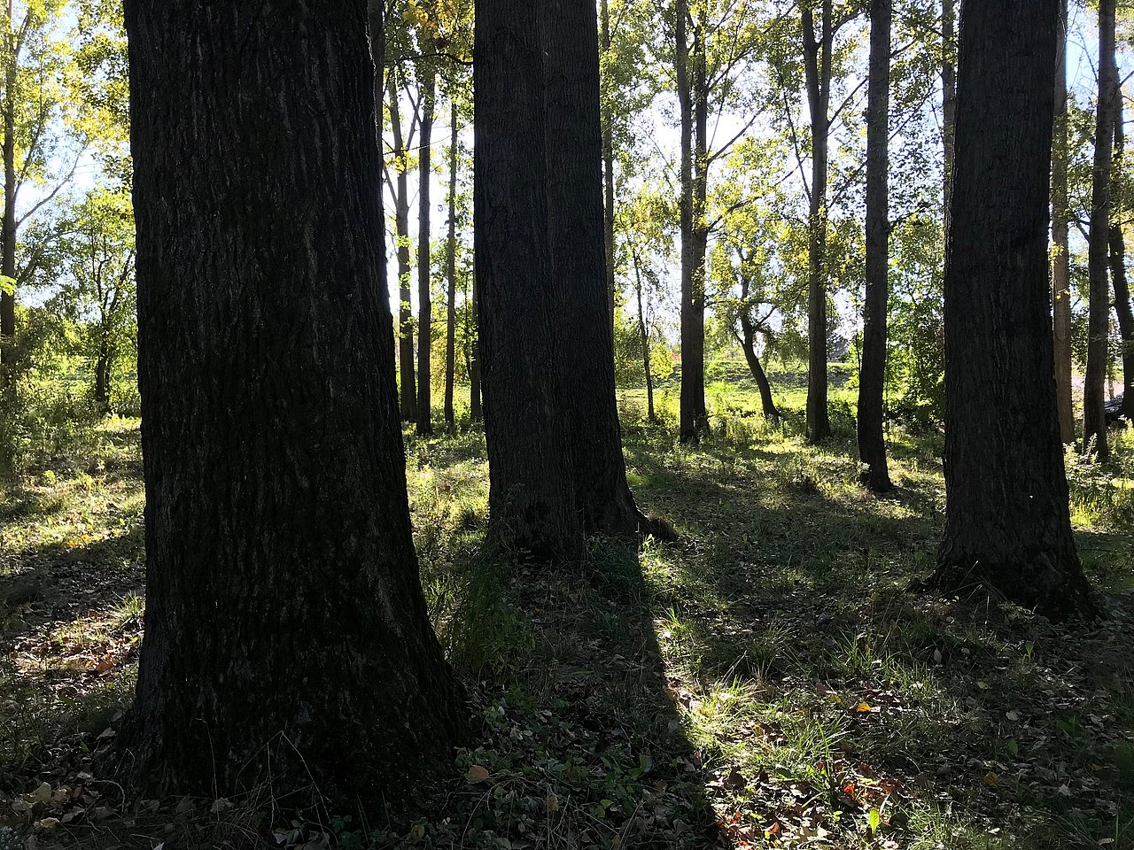 Wald Wald durch den die Sonne scheint