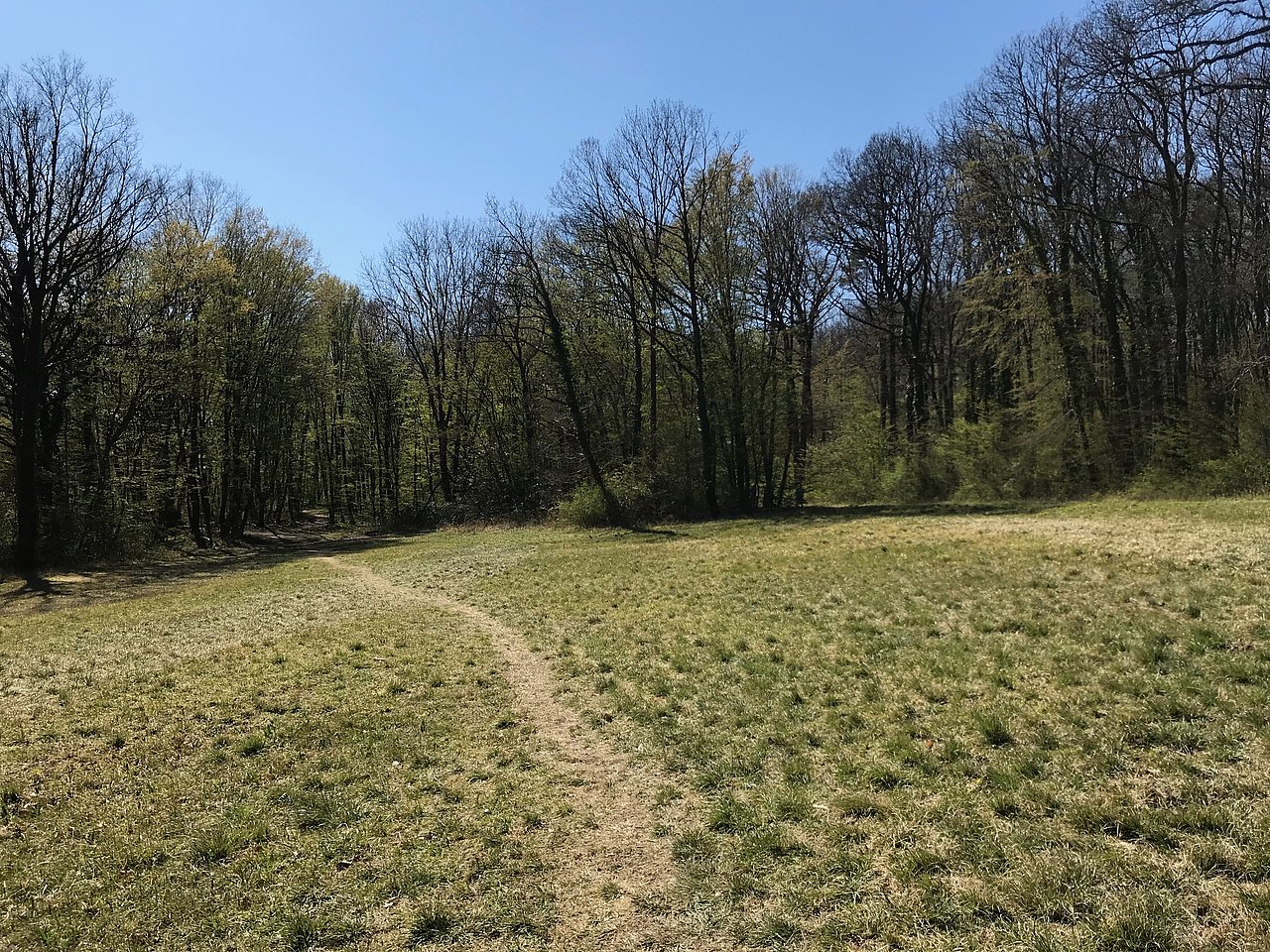 Wald und Wiese mit Trampelpfad