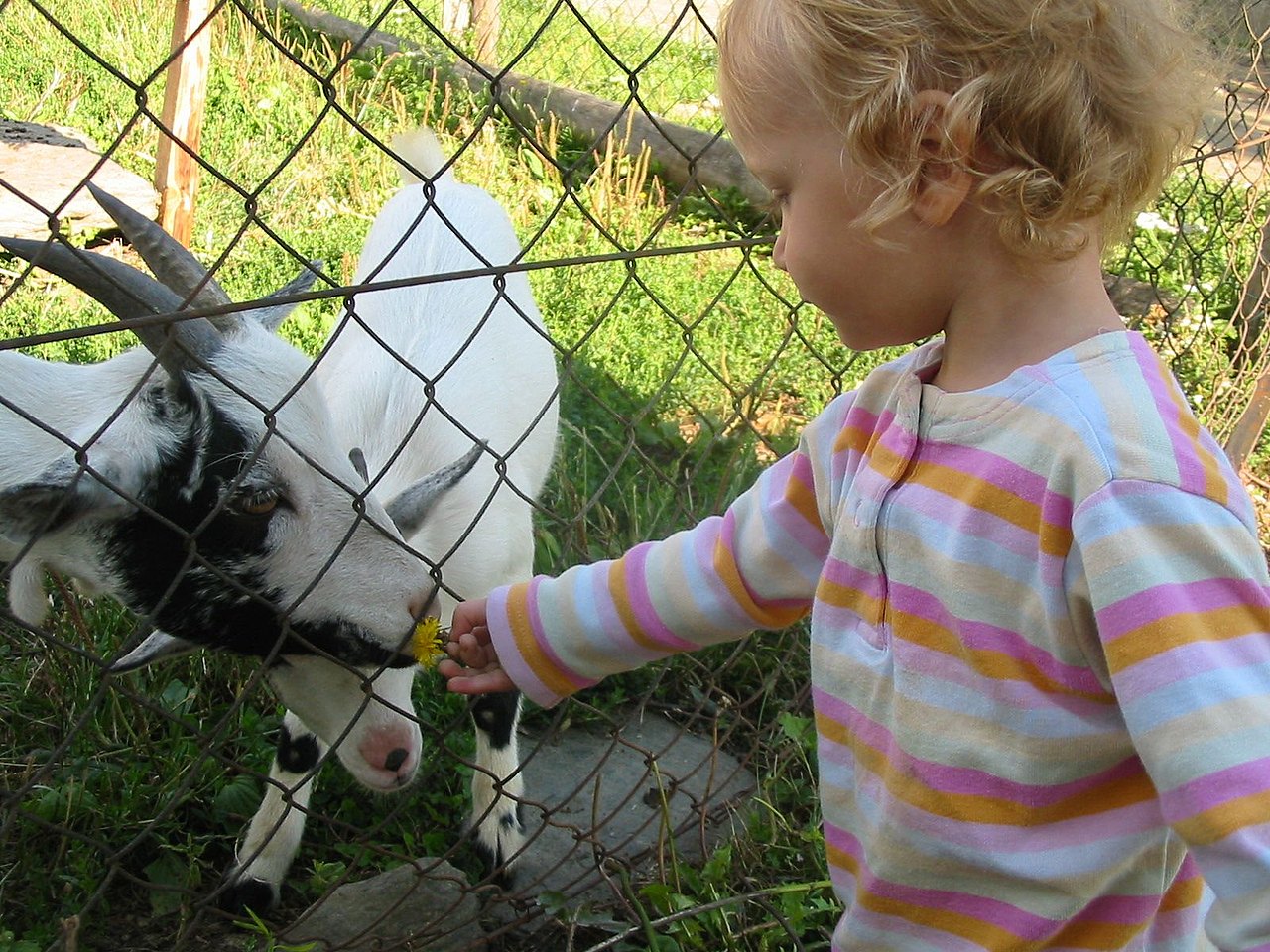 Kind vor Ziegengehege Kind von seitlich hinten, das Ziegen in einem gehege füttert