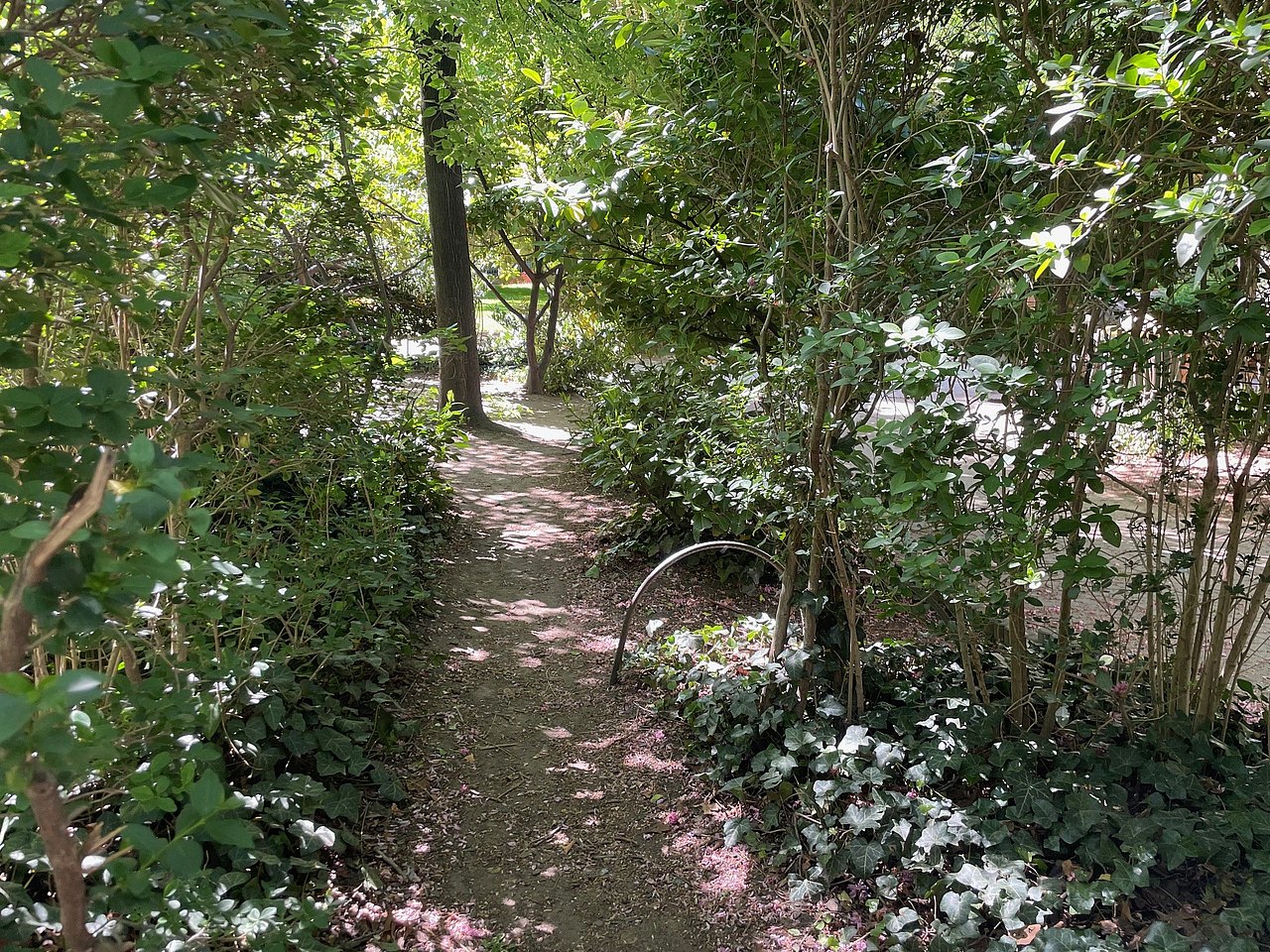 Strauchlabyrinth schmaler Weg durch Sträucher