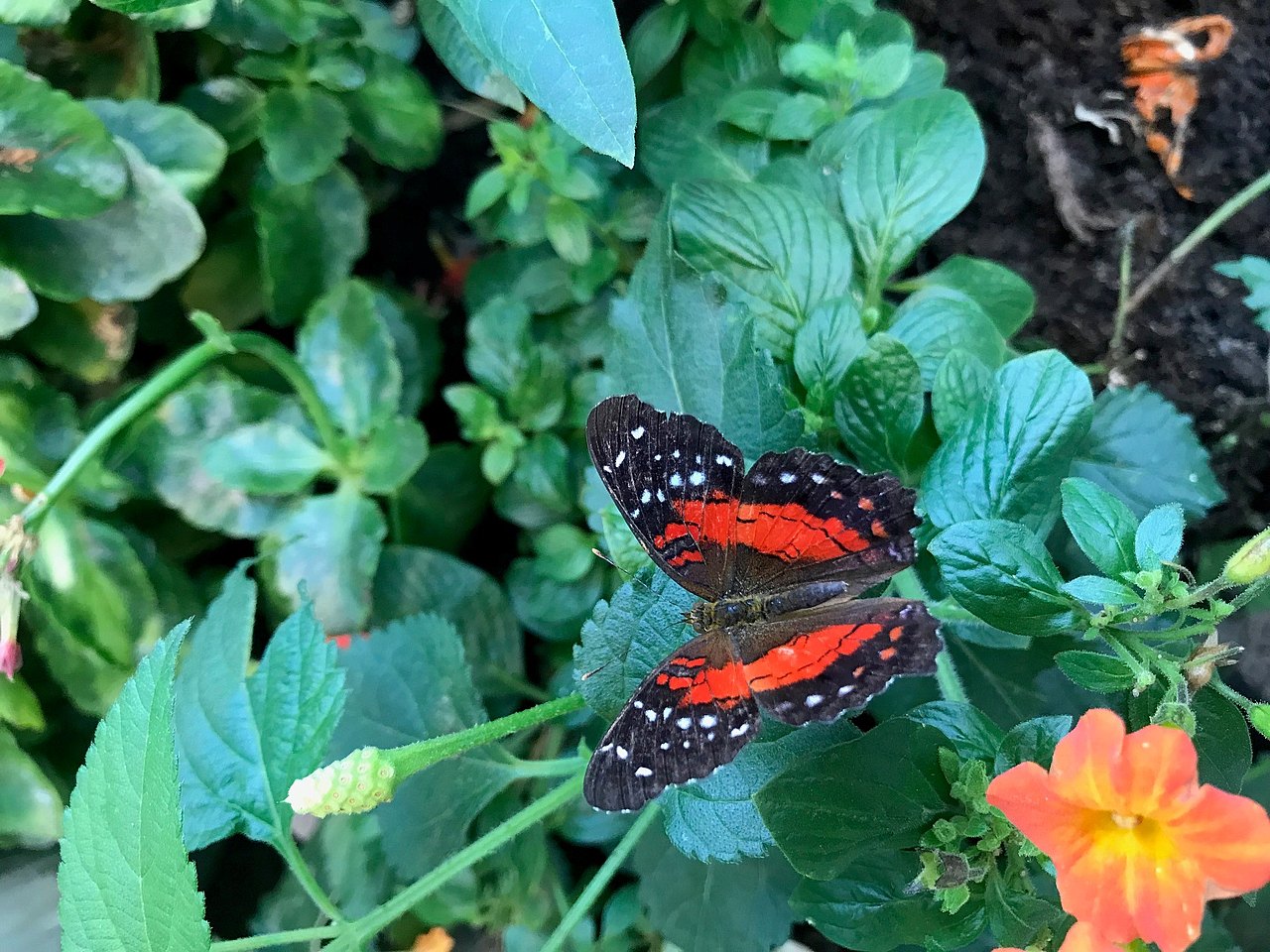 Schmetterling innen rot außen Schwarz mit weißen punkten auf grünen Blättern