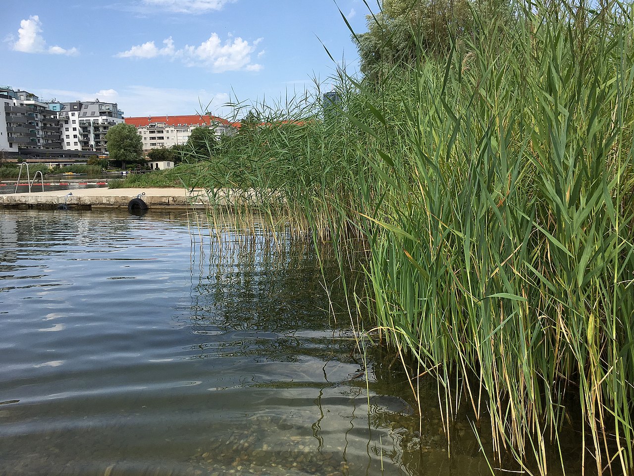 Schilf, Betonierte Plattform und Leiter in die Alte Donau