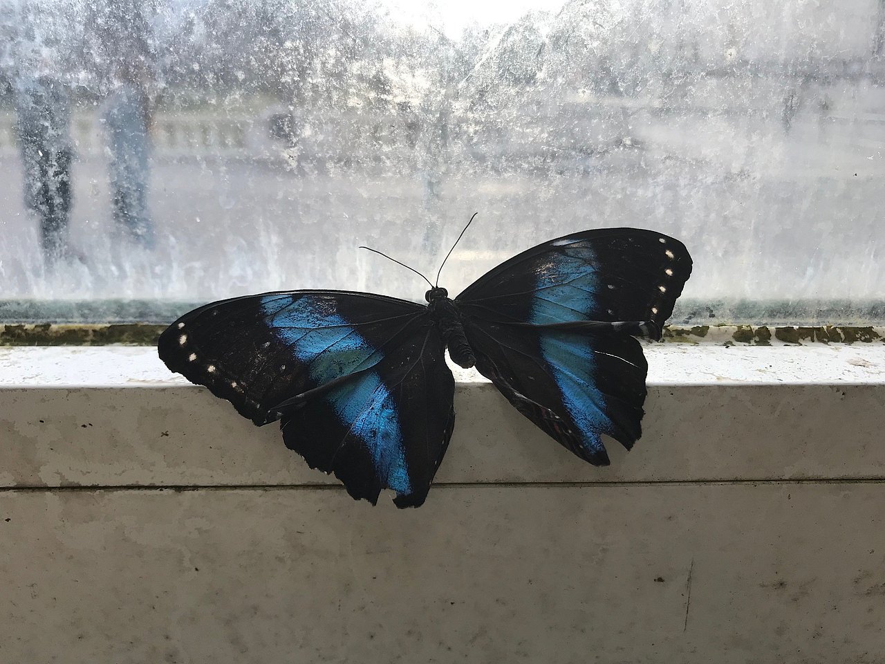 Schwarz-Blauer Schmetterling auf einem Fensterbrett
