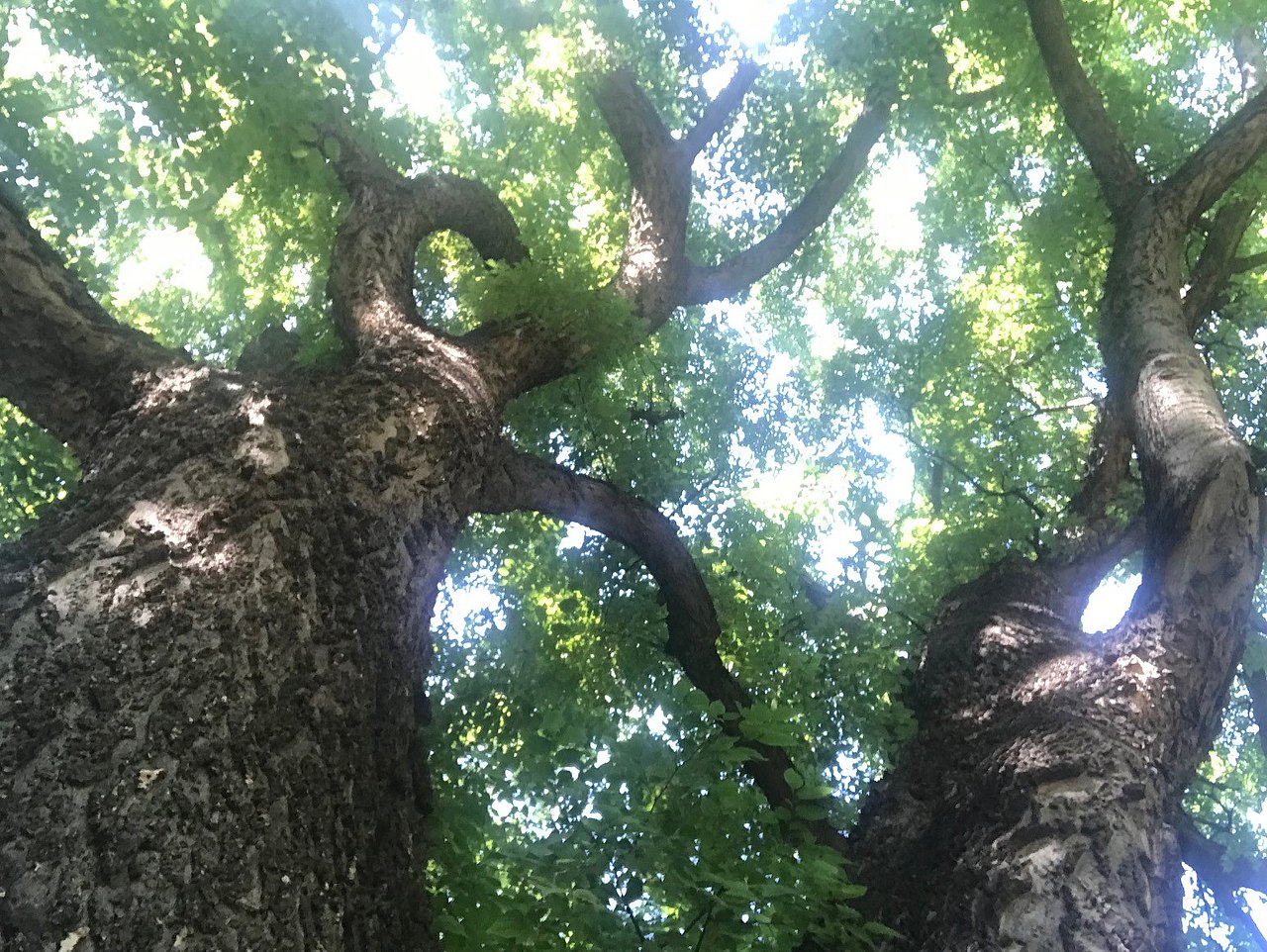 Blick in herrlich grüne Baumkronen durch die der Himmel schimmert