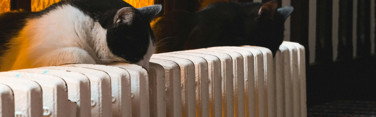 zwei Katzen liegen auf einem Heizkörper 