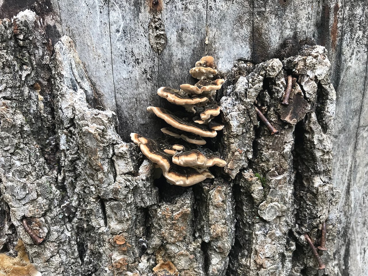 Baumrinde Baumstamm von nahe aufgenommen, mit Rinde und einem Pilz