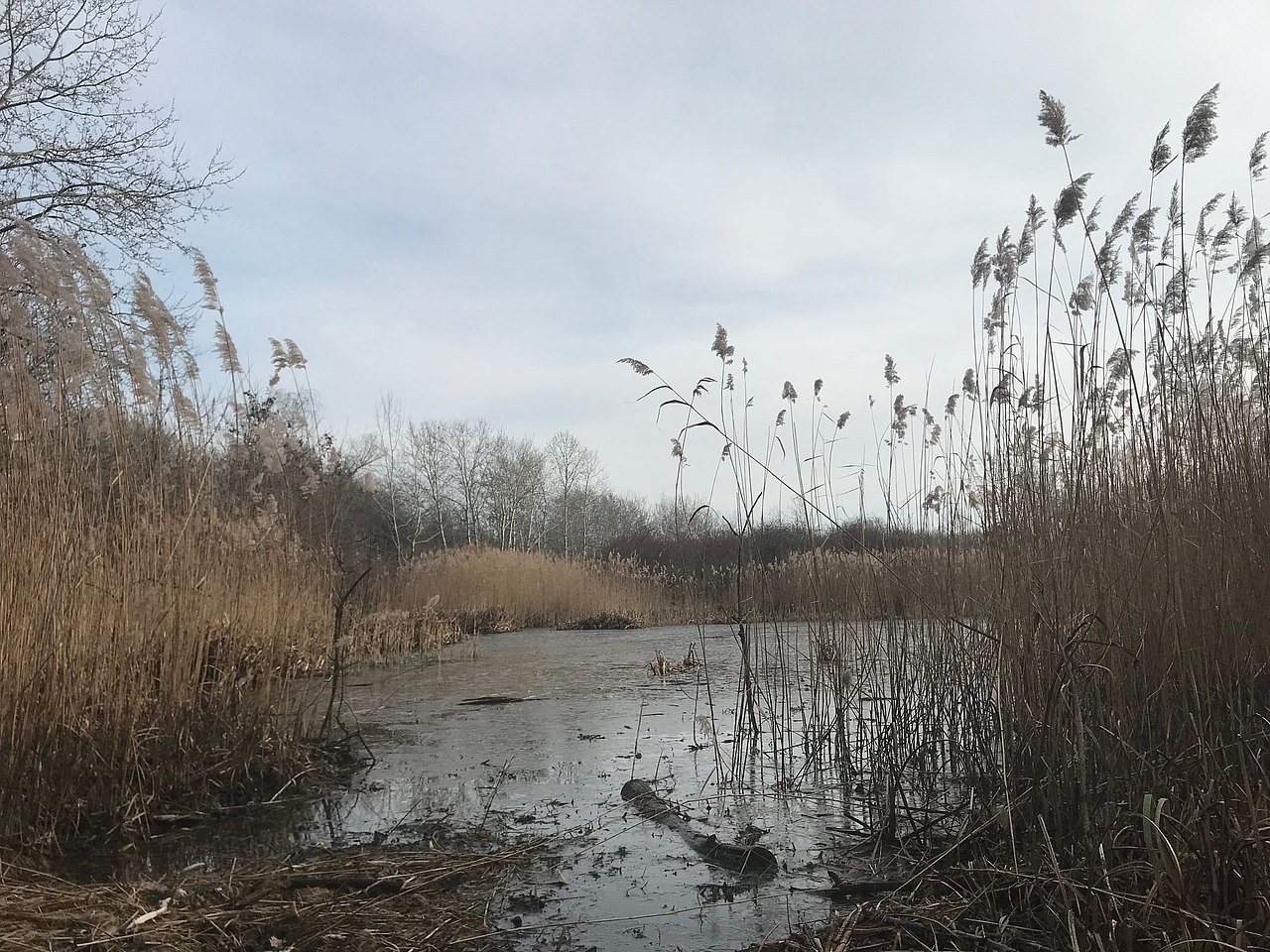 Kaisermühlenbrücke Lacke mit Schilf