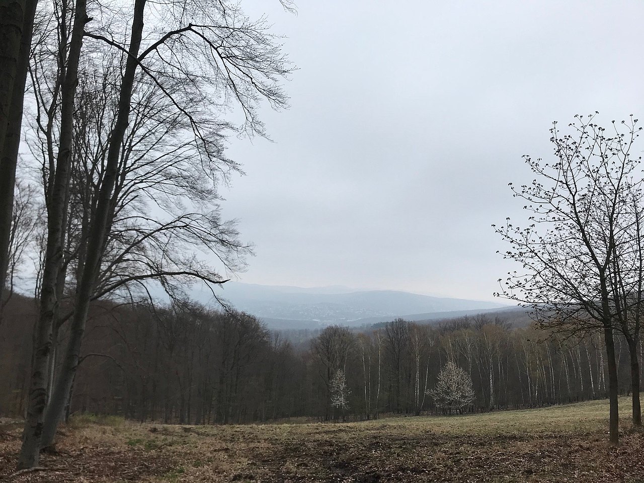 Ausblick in den Wald an einem grauen Tag